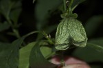 Callichilia orientalis