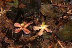 Pleioceras orientale