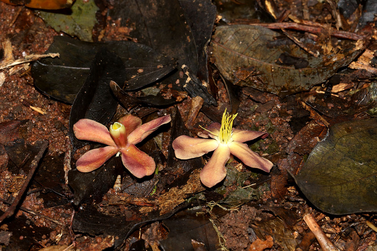 Pleioceras orientale