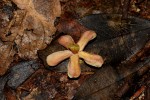 Pleioceras orientale