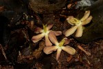 Pleioceras orientale