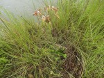 Crinum subcernuum