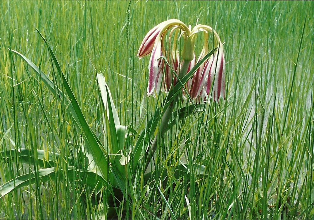 Crinum verdoorniae