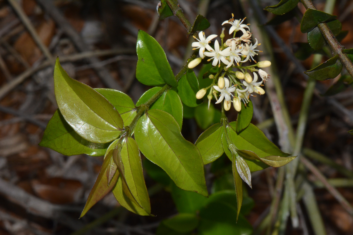 Strychnos panganensis