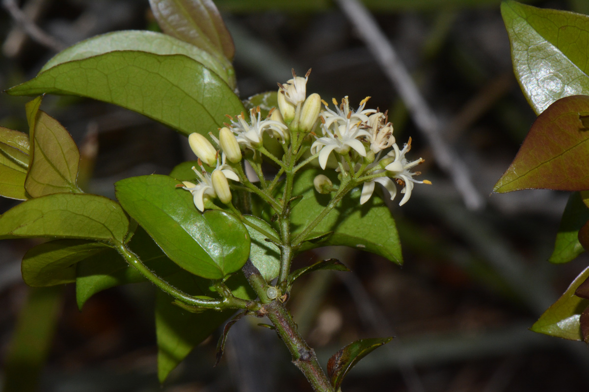 Strychnos panganensis