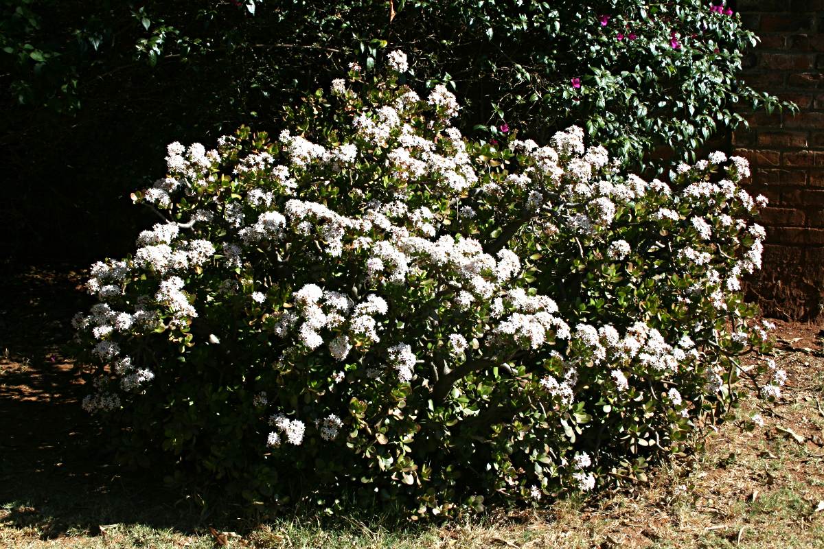 Crassula ovata