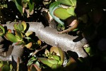 Crassula ovata
