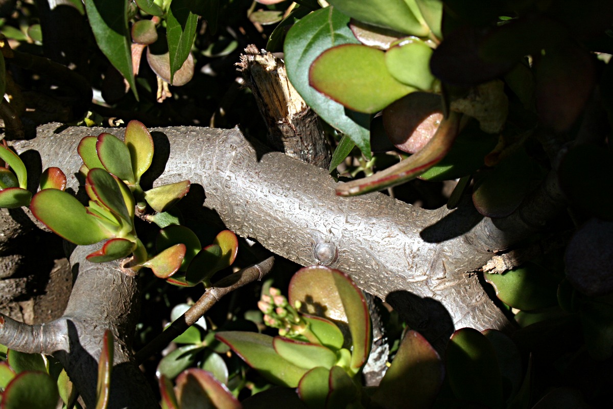 Crassula ovata