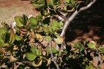 Crassula ovata
