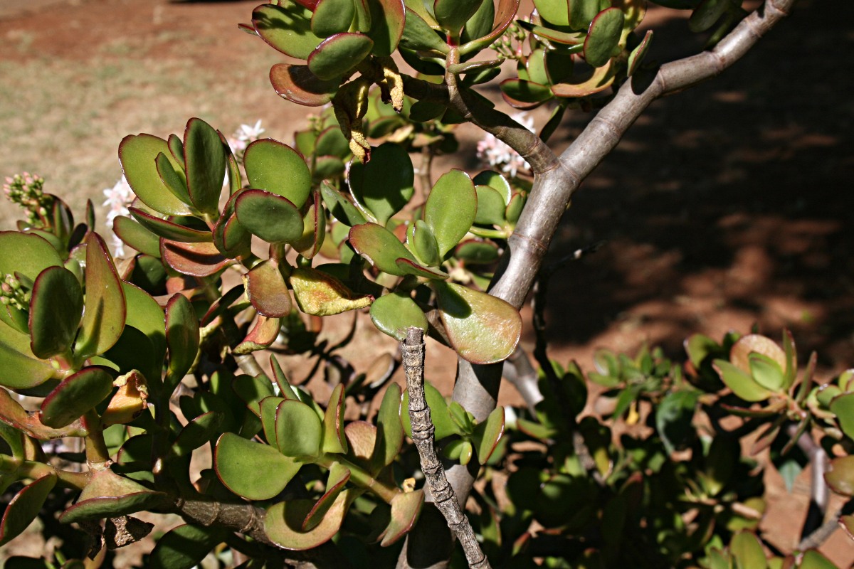 Crassula ovata