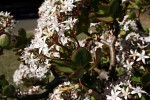 Crassula ovata