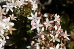 Crassula ovata