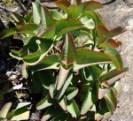 Kalanchoe elizae