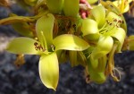 Kalanchoe elizae