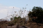 Cephalaria integrifolia