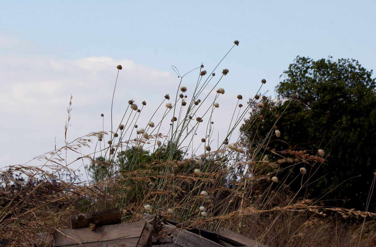 Cephalaria integrifolia