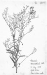Vernonia stenocephala