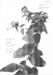 Vernonia purpurea