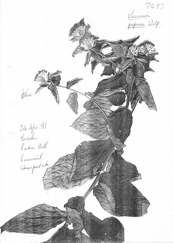 Vernonia purpurea