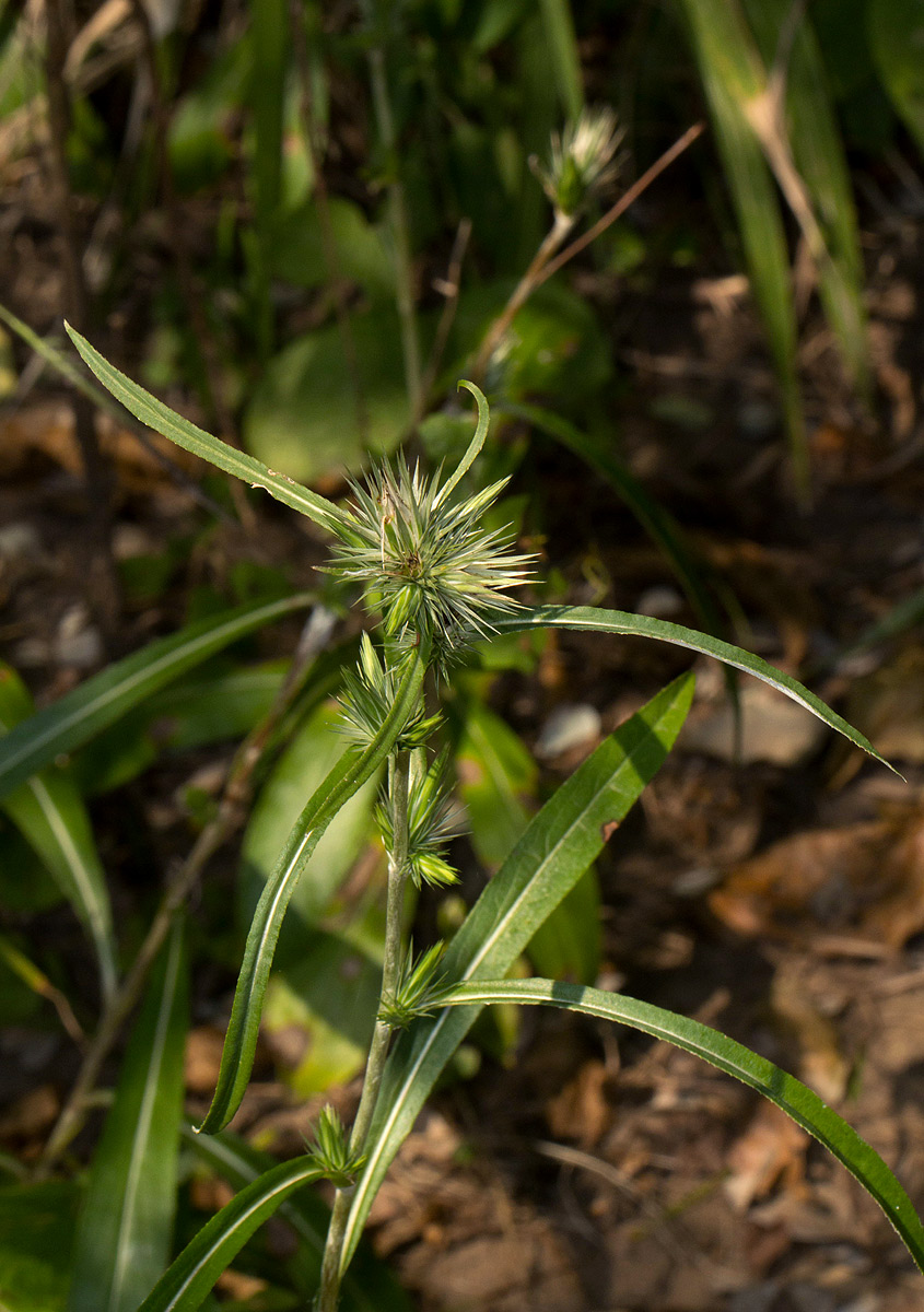 Macledium sessiliflorum