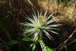 Macledium sessiliflorum