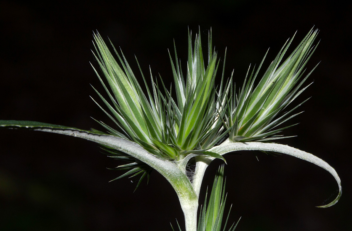 Macledium sessiliflorum