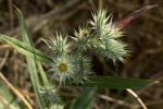 Macledium sessiliflorum