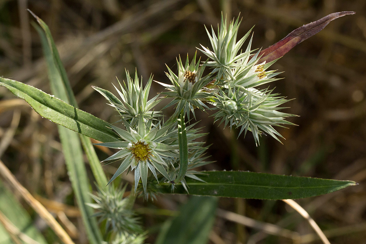 Macledium sessiliflorum