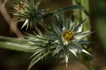 Macledium sessiliflorum