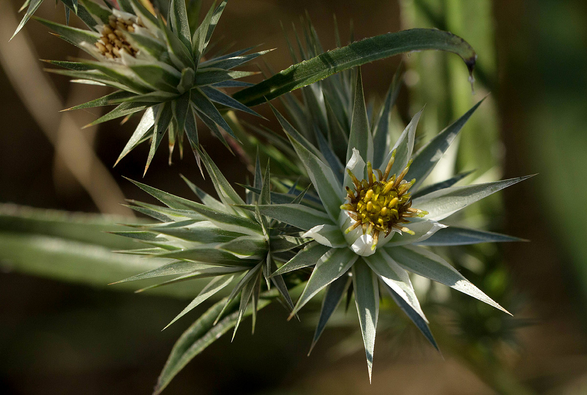 Macledium sessiliflorum