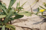 Launaea sarmentosa