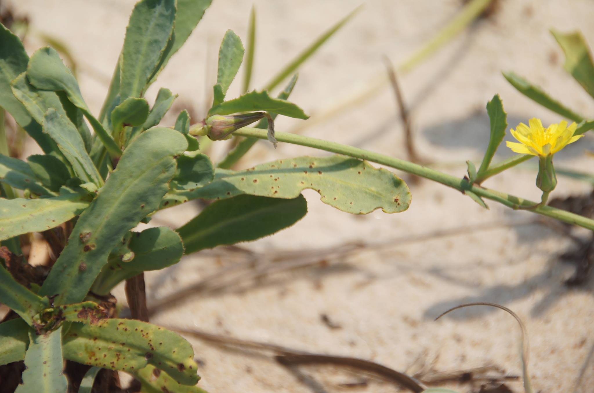 Launaea sarmentosa