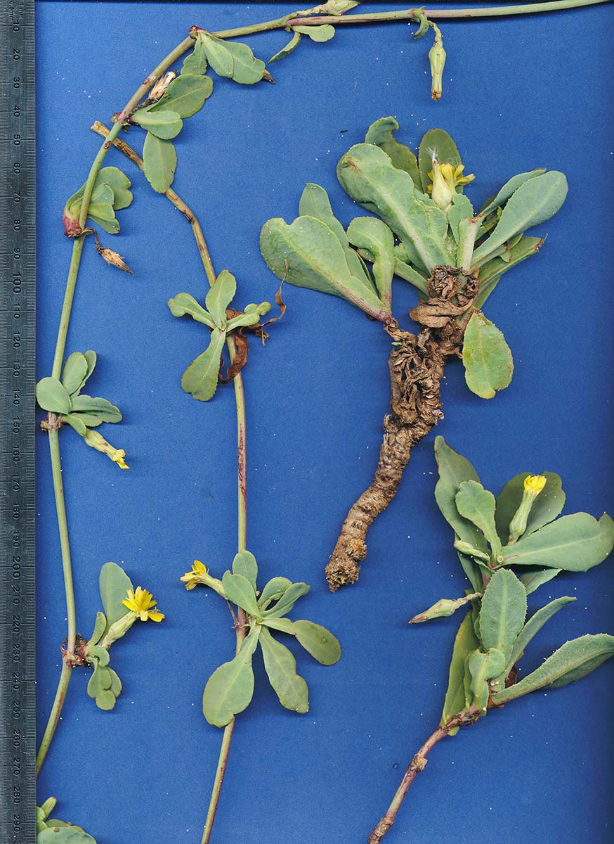 Launaea sarmentosa