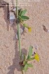 Launaea sarmentosa