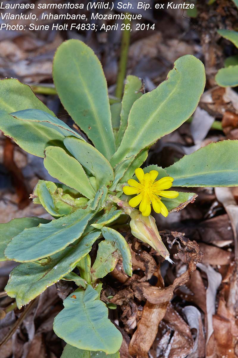Launaea sarmentosa
