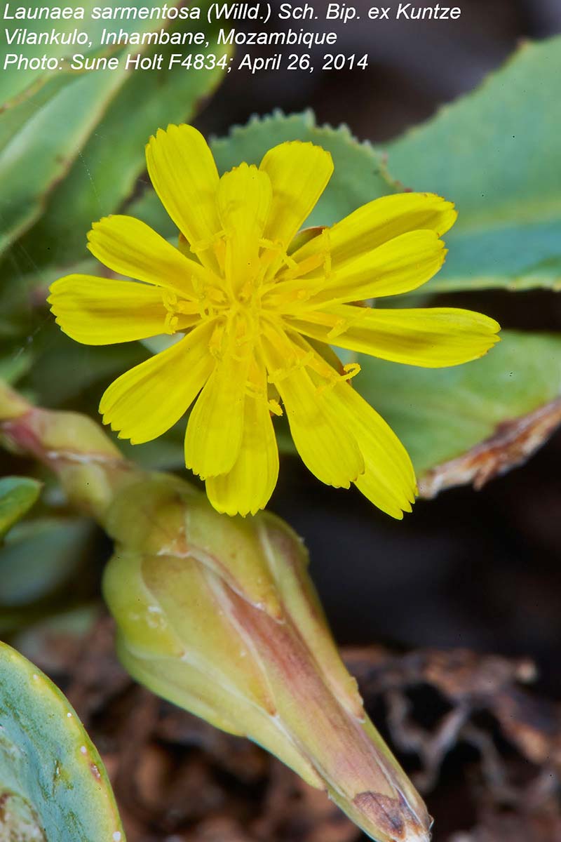 Launaea sarmentosa