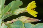 Launaea sarmentosa