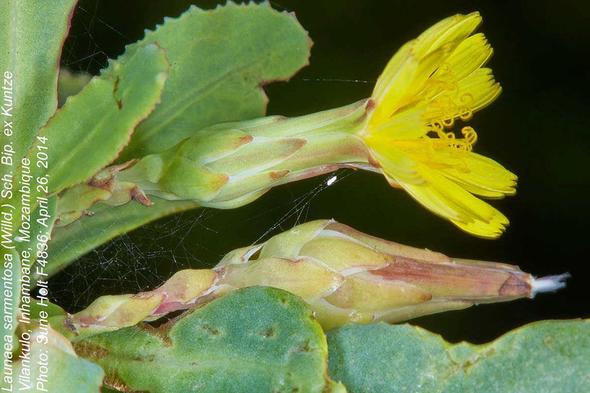 Launaea sarmentosa
