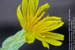 Launaea sarmentosa
