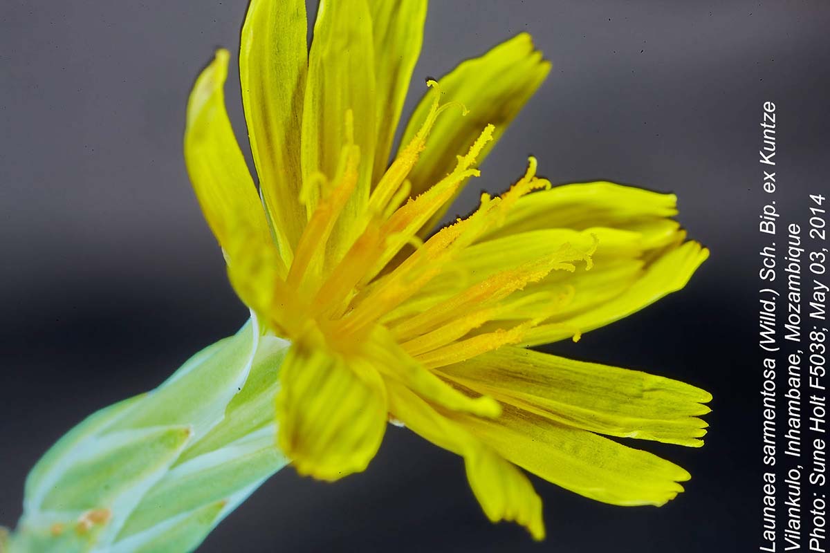 Launaea sarmentosa