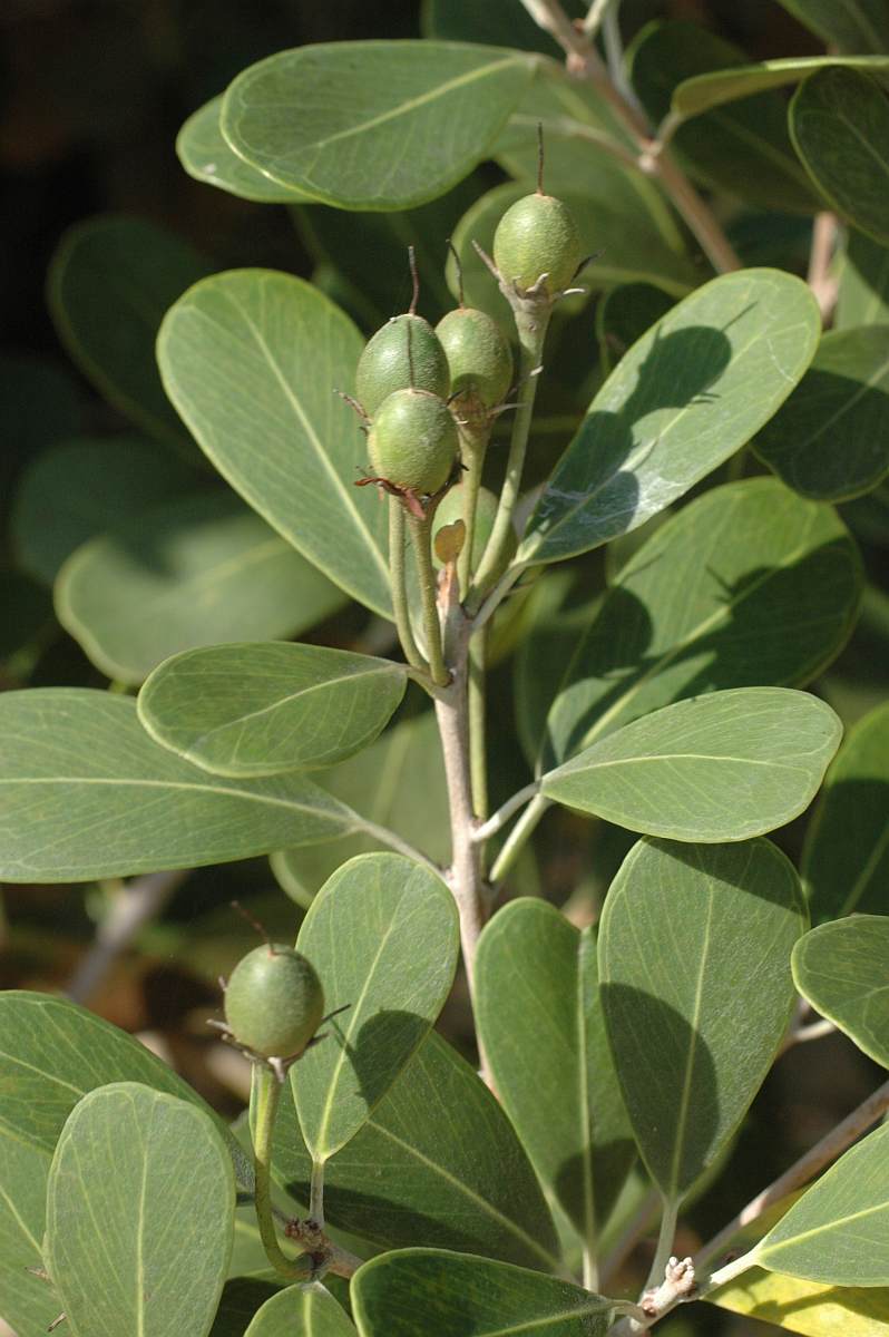 Mimusops caffra