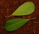 Mimusops caffra