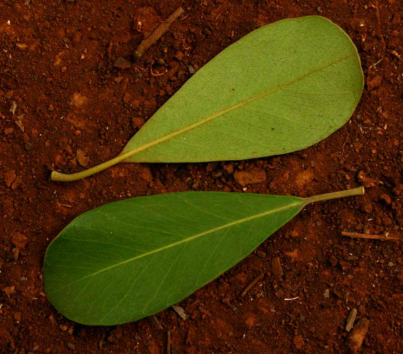 Mimusops caffra