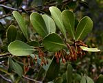 Mimusops caffra