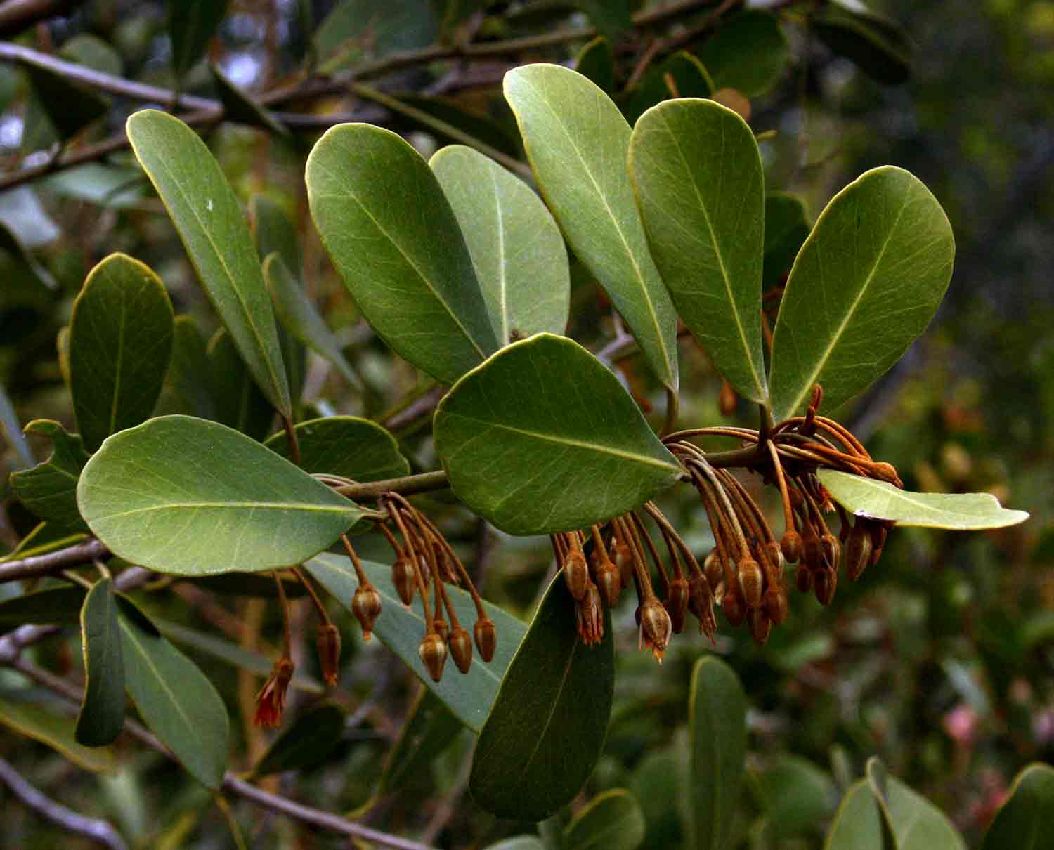 Mimusops caffra