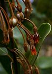 Mimusops caffra