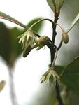 Mimusops caffra