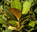 Mimusops caffra