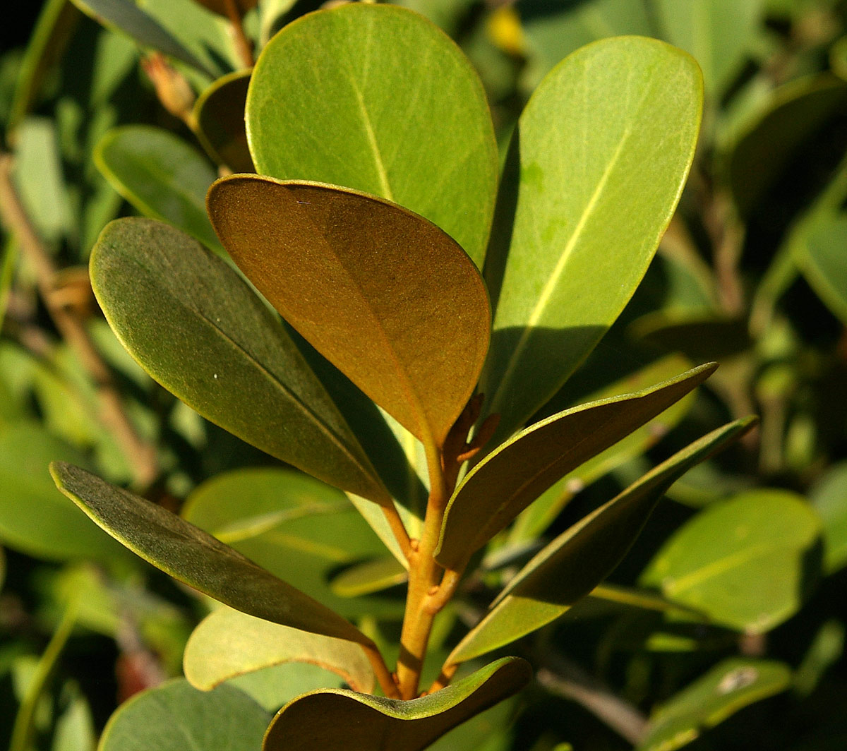 Mimusops caffra