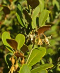 Mimusops caffra